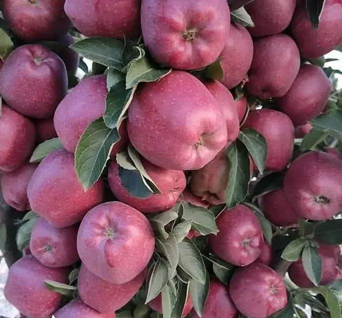 پیشفروش نهال سیب. رد استارکینگ باشرایط چک|خدمات باغبانی و درختکاری|کیلان, |دیوار