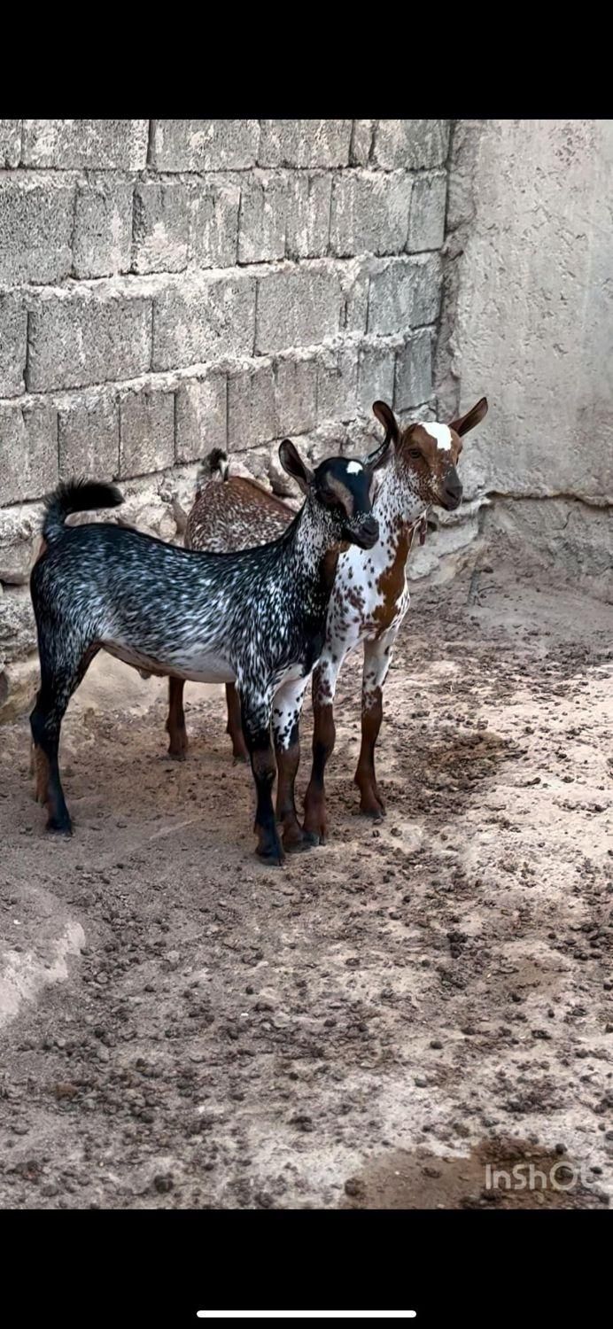 خوشگل و نا|حیوانات مزرعه|تهران, ازگل|دیوار