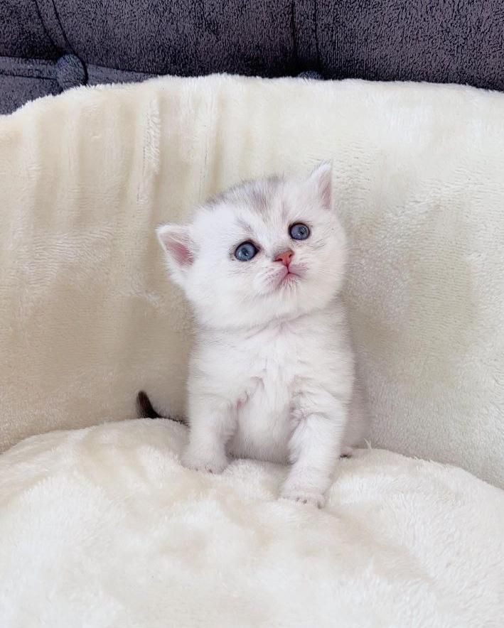 مجموعه گربه های اصیل و نژاد دار ( بازدید حضوری )|گربه|تهران, پونک|دیوار