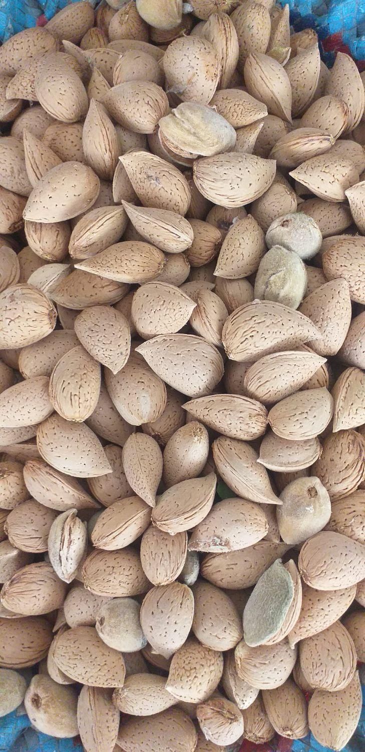 بادام شیرین ودوقلو|خوردنی و آشامیدنی|اصفهان, الهیه|دیوار