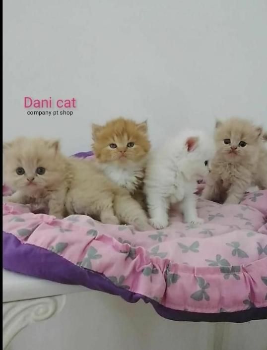 گربه|گربه|کرمانشاه, |دیوار