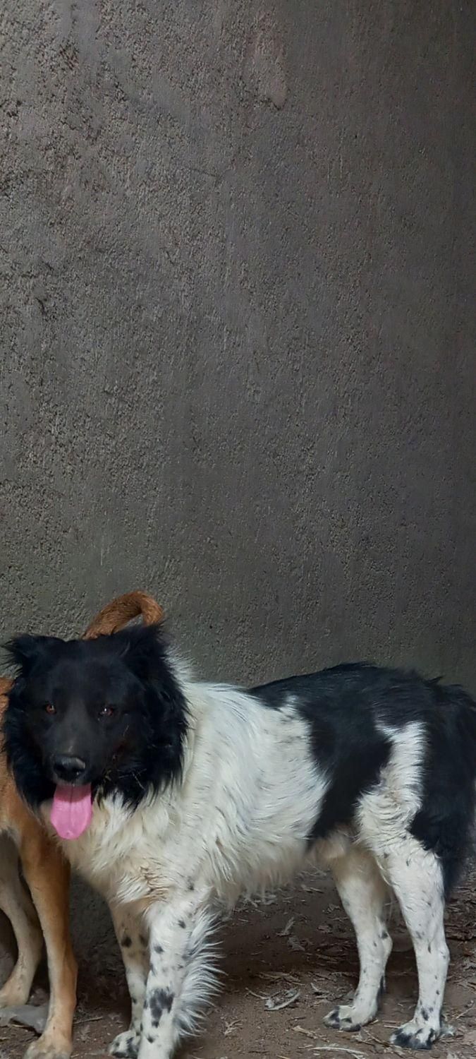 سگ نر|سگ|باغ حلی, |دیوار