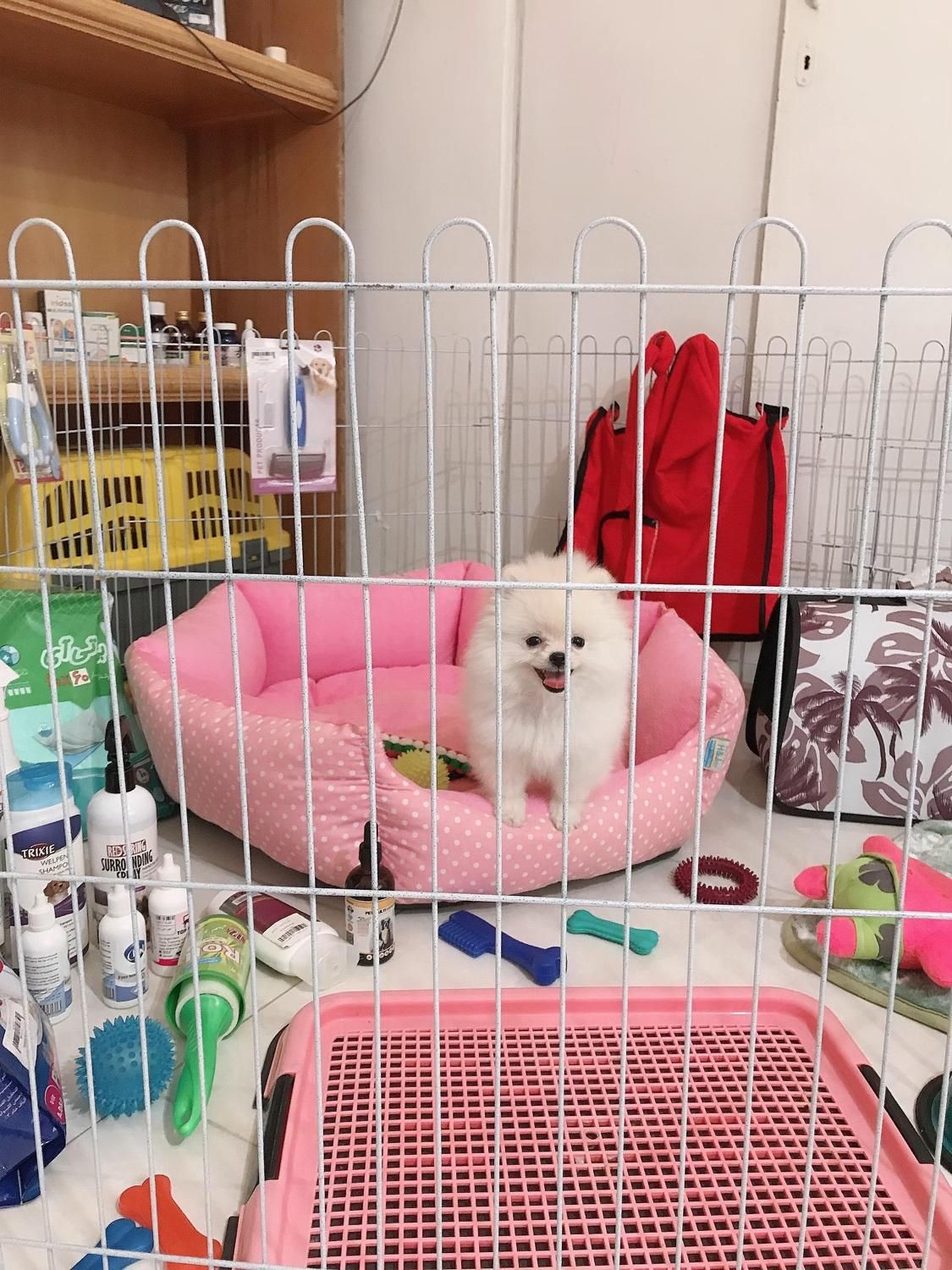 واگذاری توله سگ خرسی تیکاپ|سگ|شیراز, فرهنگ شهر|دیوار