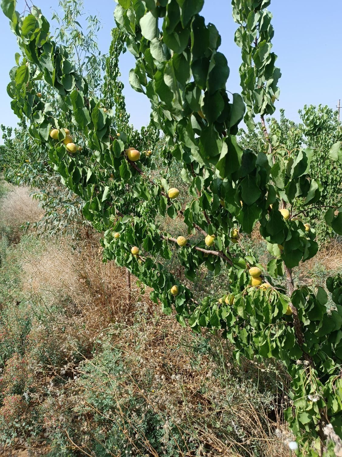 باغ میوه مثمر ، درختان 5ساله|فروش دفتر صنعتی، کشاورزی، تجاری|تهران, شریف‌آباد|دیوار