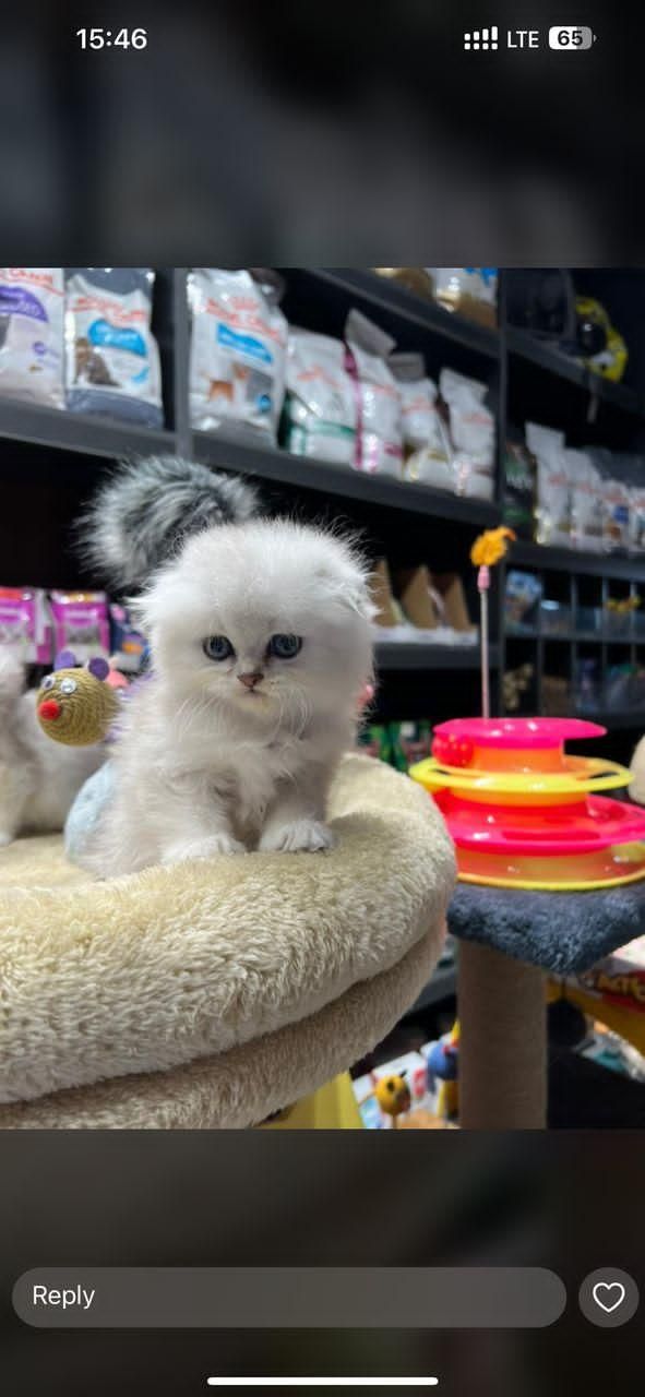 گربه های دلربا و اصیل لوس|گربه|تبریز, |دیوار