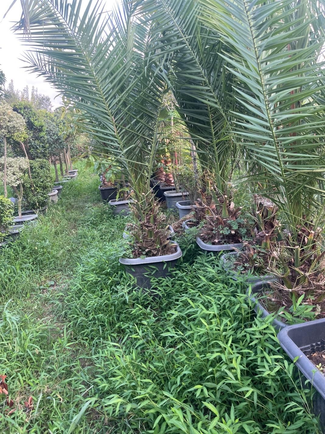 گل کاج شمشاد مهندس امیر|خدمات باغبانی و درختکاری|مشهد, امیریه|دیوار