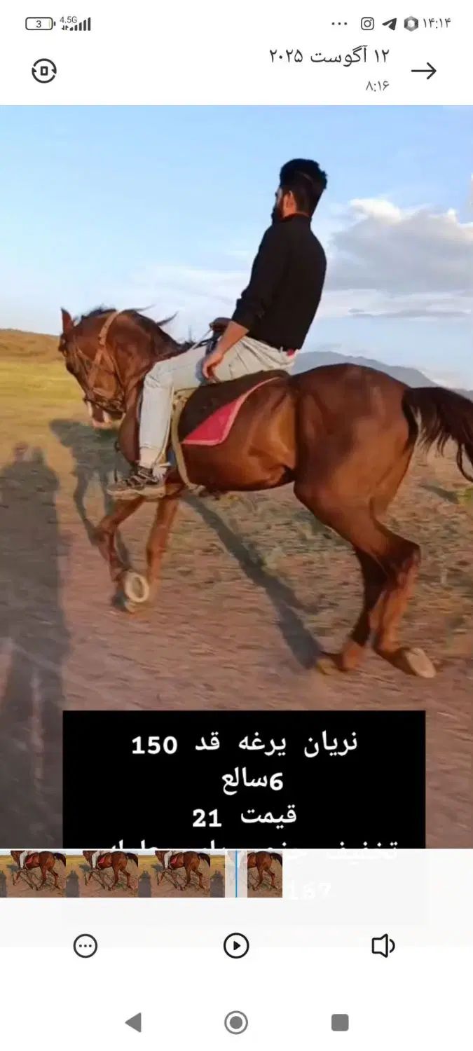 نریان|اسب و تجهیزات اسب‌سواری|تبریز, |دیوار