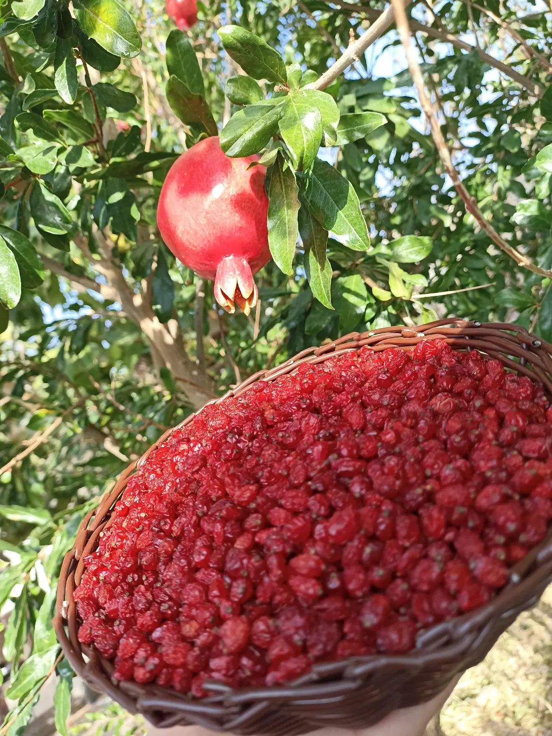 زرشک پفکی لوکس مستقیم از کشاورز خرید کنین|خوردنی و آشامیدنی|تهران, آبشار تهران (دریاچه)|دیوار