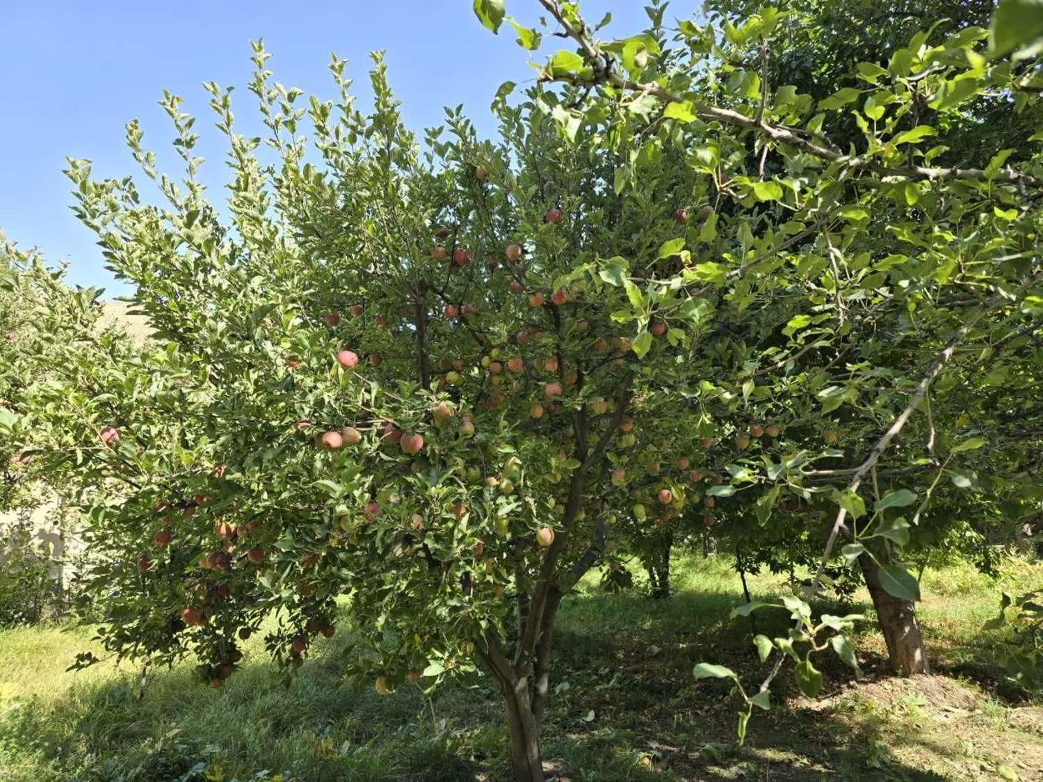باغ 1204 متری با ویلای دوبلکس(تنگه واشی) فیروزکوه|فروش خانه و ویلا|فیروزکوه, |دیوار