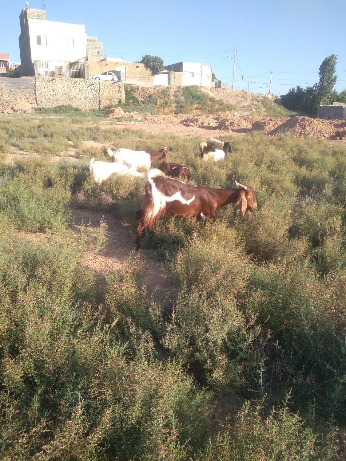 گوسفند و بره زنده همراه قصاب|حیوانات مزرعه|بجنورد, |دیوار