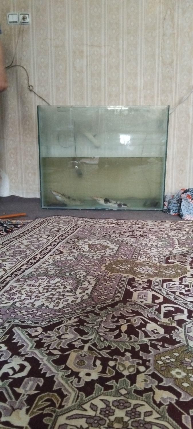 ۳ عدد ماهی ۴۰سانتی با اکواریوم ۸۰در۶۰|ماهی|نسیم‌شهر, |دیوار