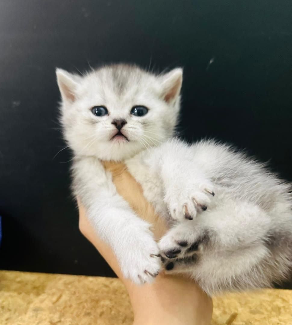 حیوانات آموزش دیده|گربه|زنجان, |دیوار