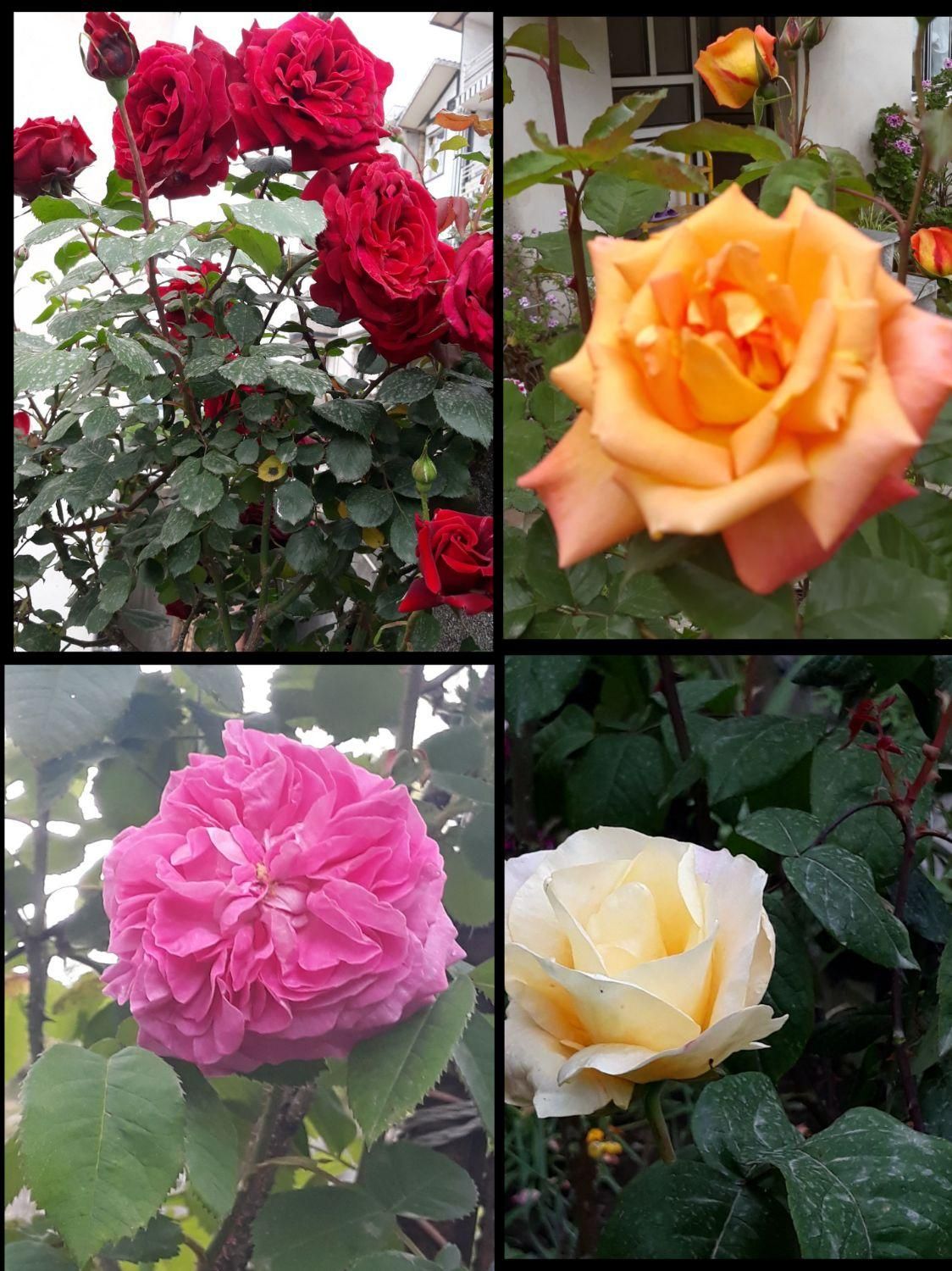 فروش انواع گل و نهال|گل و گیاه طبیعی|آستارا, |دیوار