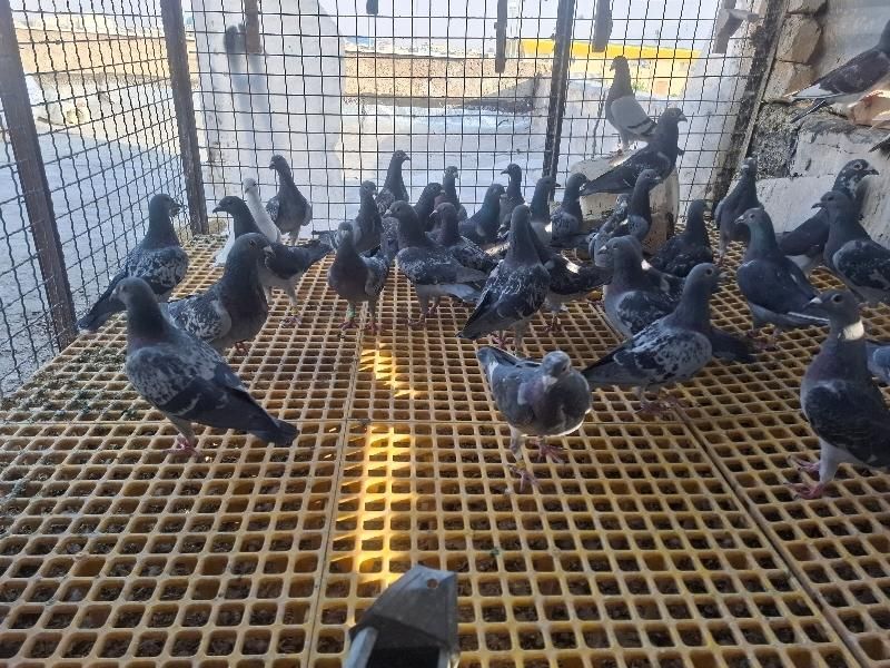 ۲۰ جفت کبوتر پلاکی مسافتی به شرط|پرنده|شیراز, دشت چنار|دیوار
