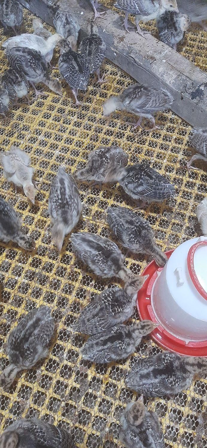 جوجه بوقلمون دوهفته ای|حیوانات مزرعه|شاهین دژ, |دیوار