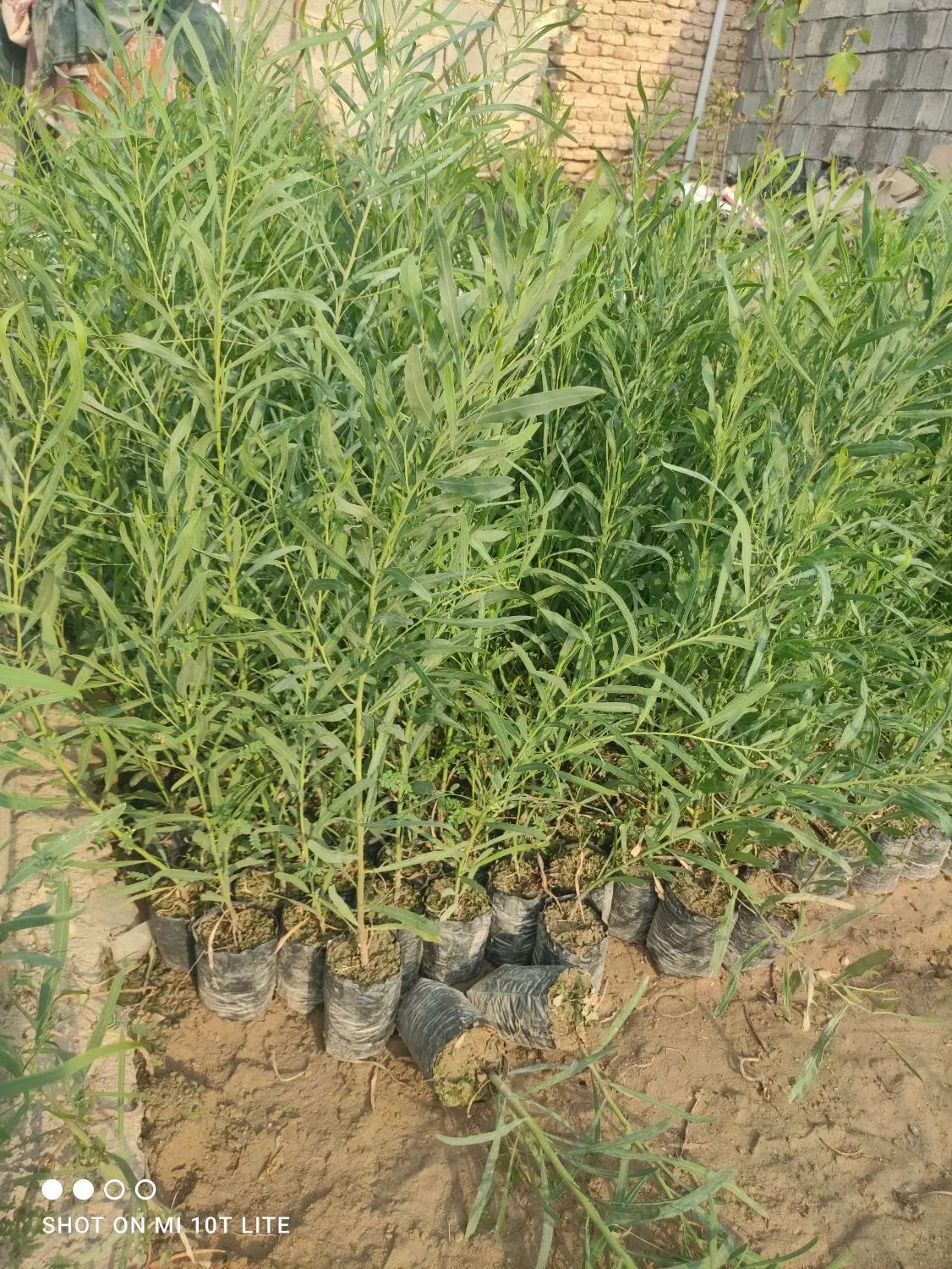نهال اکاسیاه (بیدسیاه‌‌)۲۰تومن.اکالیپتوس چوب سیاه|خدمات باغبانی و درختکاری|جهرم, |دیوار