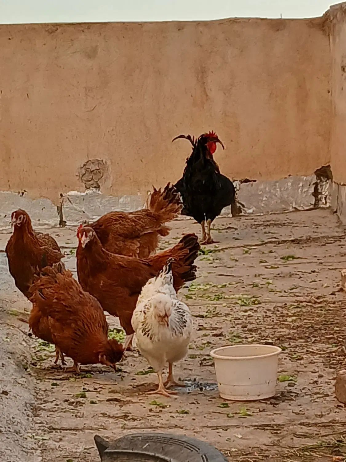 مرغ وخروس فروشی|حیوانات مزرعه|کرج, باغستان|دیوار