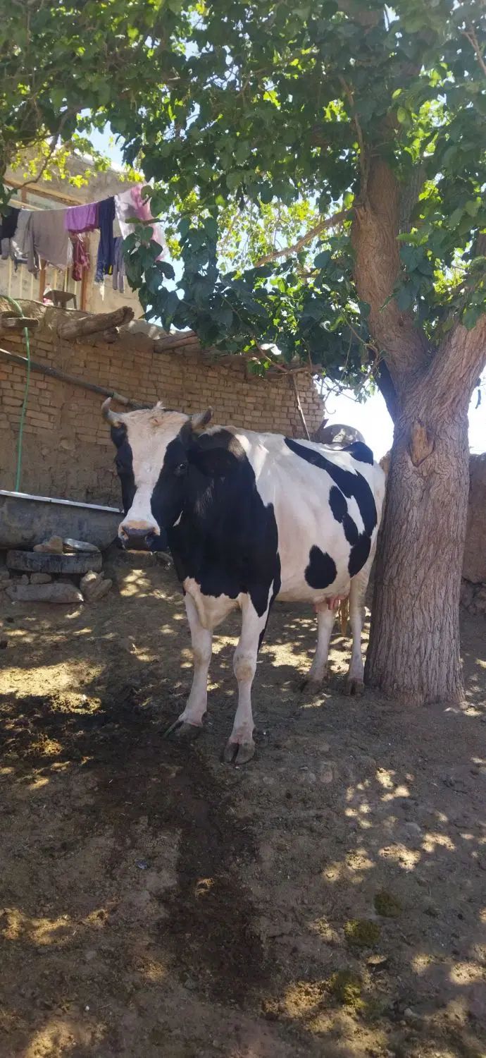 گاو ابستن۷ماهه شکم ۴شیر ۴۰تا۴۲وزن ۷۰۰ کیلو به بالا|حیوانات مزرعه|سبزوار, شرق کال شمالی|دیوار