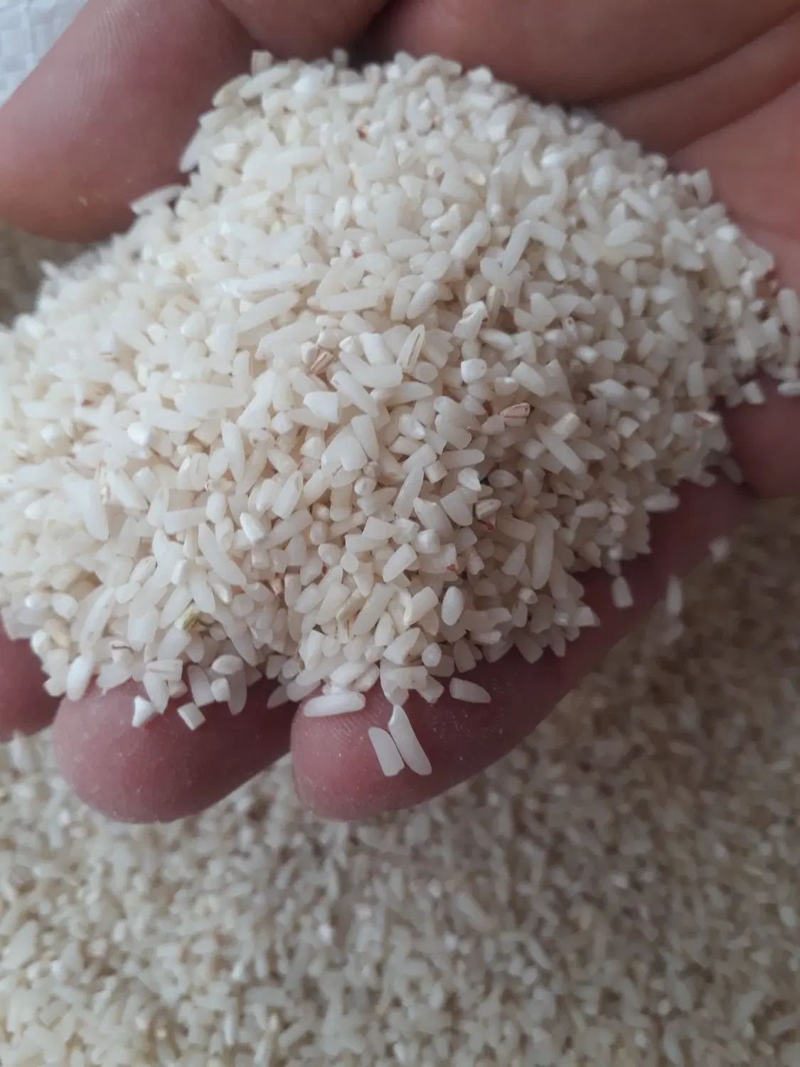 نیمدانه هاشمی  از شهرستان شفت چوبر ۱۲ کیلو|خوردنی و آشامیدنی|رشت, پل تالشان|دیوار