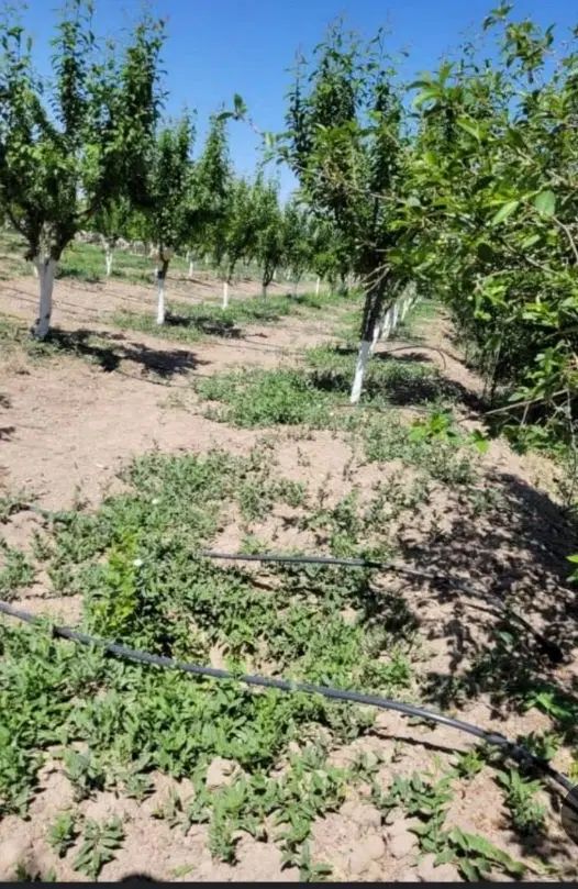 زمین باغی دور دیوار|فروش زمین و ملک کلنگی|مشهد, لقمانی|دیوار