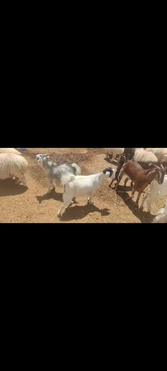 بره سفت چاق و بزغاله سفت چاق شیر مست کمور کم سن|حیوانات مزرعه|قاسم‌آباد (خواف), |دیوار