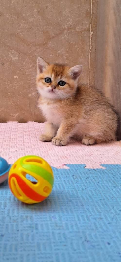 زیباترین مخلوقات بچه گربه ها|گربه|اصفهان, احمدآباد|دیوار