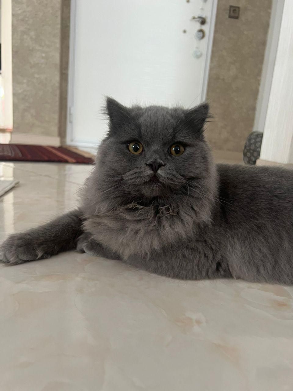 گربه نژاد بریتیش اصیل و آرام|گربه|نوشهر, |دیوار