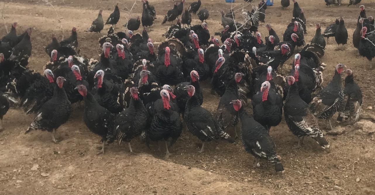 بوقلمون محلی برنز نر-ماده بالغ|حیوانات مزرعه|ورامین, شهرک مدرس|دیوار