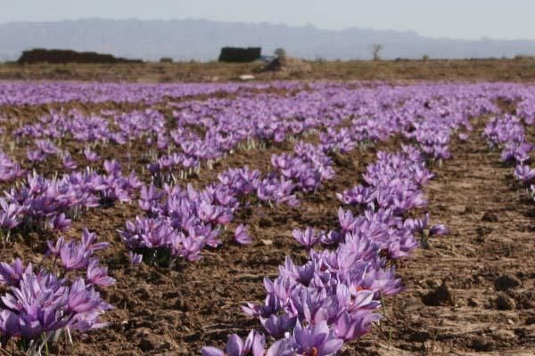 زعفران(خرید مطمعن و سالم مستقیم از کشاورز)|خوردنی و آشامیدنی|تهران, باغ فیض|دیوار