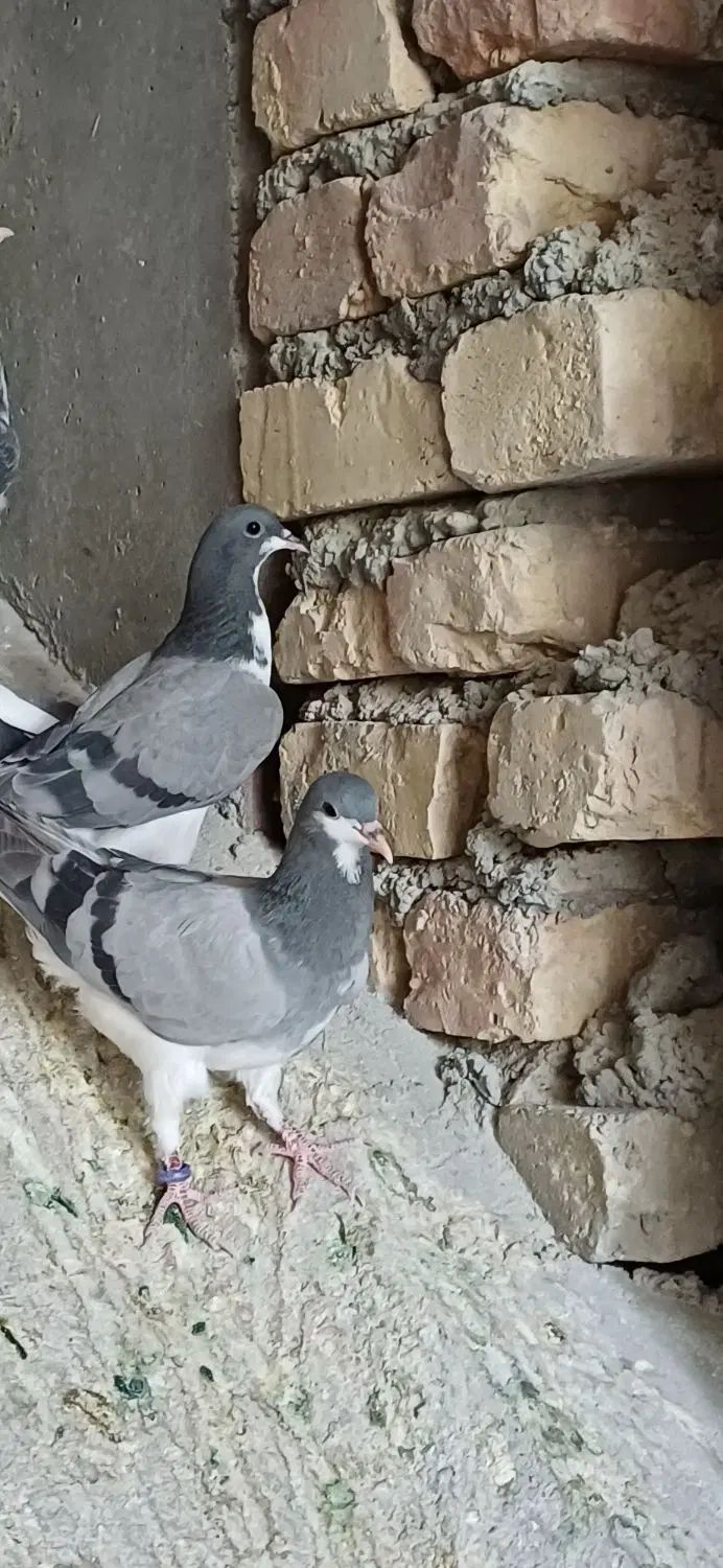 بدرنگ و غلاق|پرنده|اصفهان, گلستان|دیوار