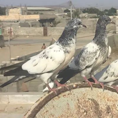 دو عدد کفتر گم شده هر کس گرفت مژدگانی بهش میدم|حیوانات|چابهار, |دیوار