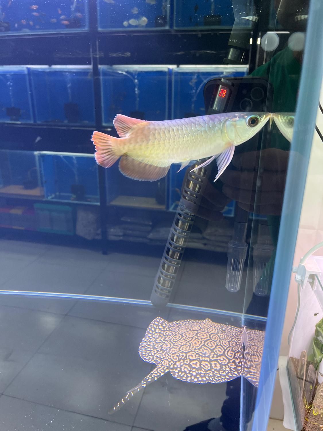 ماهی و آکواریوم و لوازم|ماهی|زنجان, |دیوار