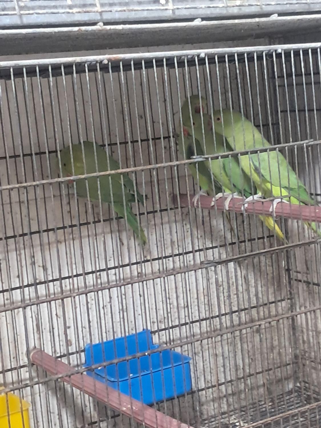 طوطی ملنگو سبز|پرنده|بندرعباس, |دیوار