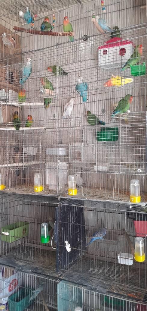 انواع عروسهلندی.گیرینچیک.جفت.شاطوطی.برزیلی|پرنده|اندیشه, شهرک مریم|دیوار