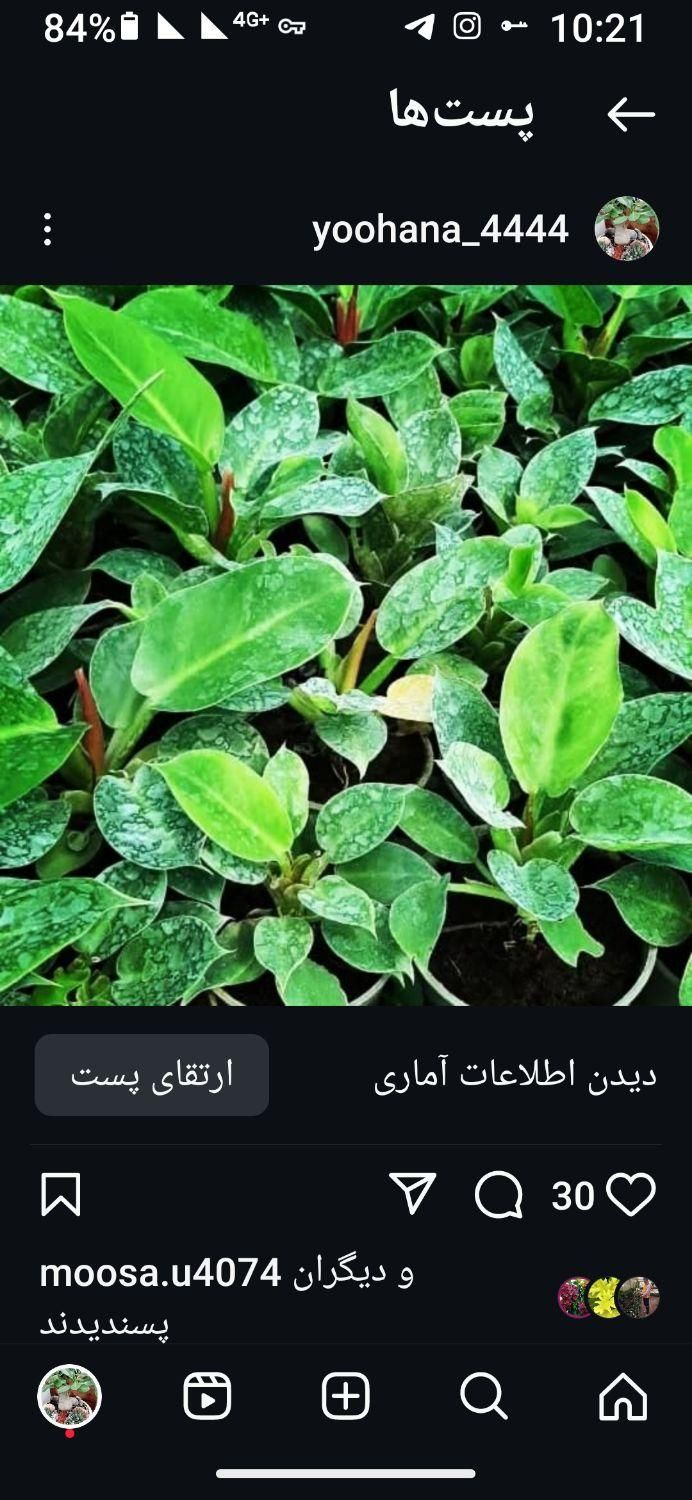 خدمات حضوری رسیدگی به گل گیاهان آپارتمانی|خدمات باغبانی و درختکاری|شیراز, فرگاز|دیوار
