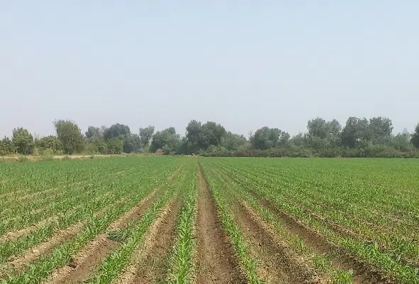 زودرس ترین بذر ذرت خوزستان باقیمت استثنایی|خدمات باغبانی و درختکاری|دزفول, |دیوار