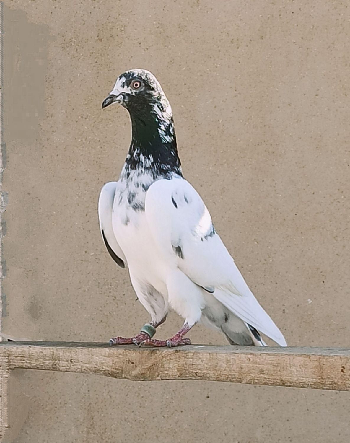 کفتر پاکستانی همراه جوجه|پرنده|محمدشهر, |دیوار
