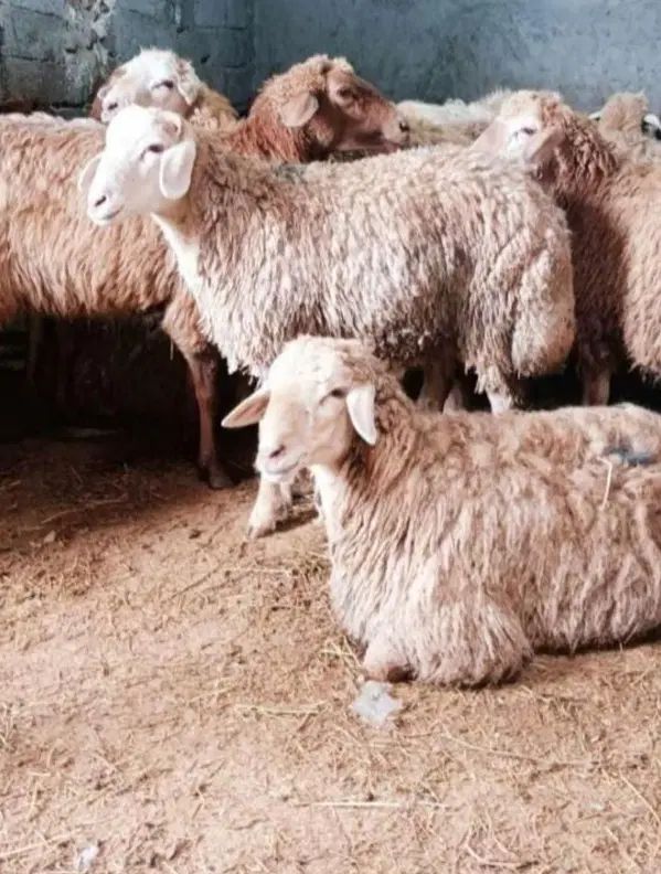 گوسفند پرواری تعاونی و تنظیم بازار و خونی|حیوانات مزرعه|مشهد, کشاورز|دیوار
