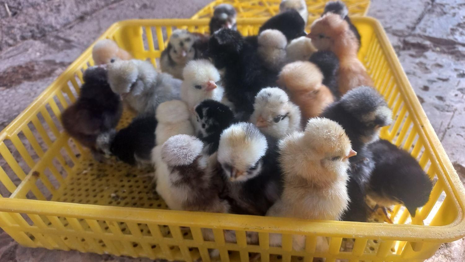 تبدیل تخم نطفه دار به جوجه.فروش تخم نطفه دارو جوجه|حیوانات مزرعه|قم, تعویض پلاک|دیوار