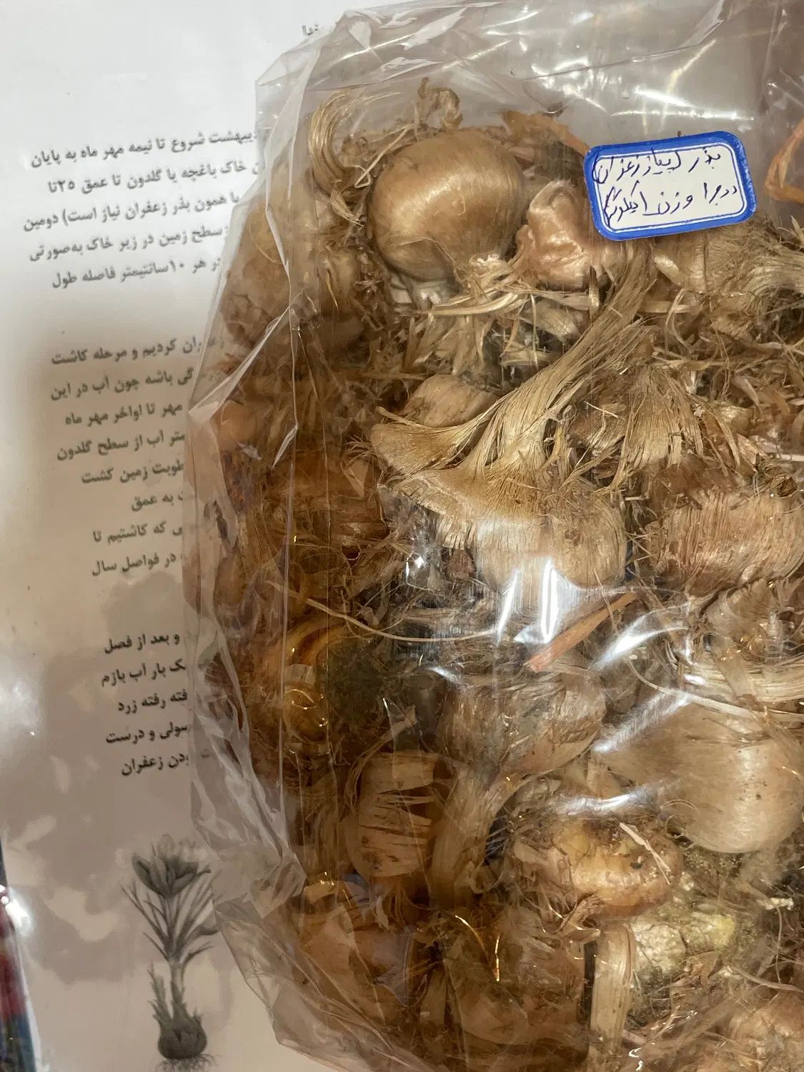 پیاز زعفران قائنات درجه یک|گل و گیاه طبیعی|کرج, گلستان|دیوار