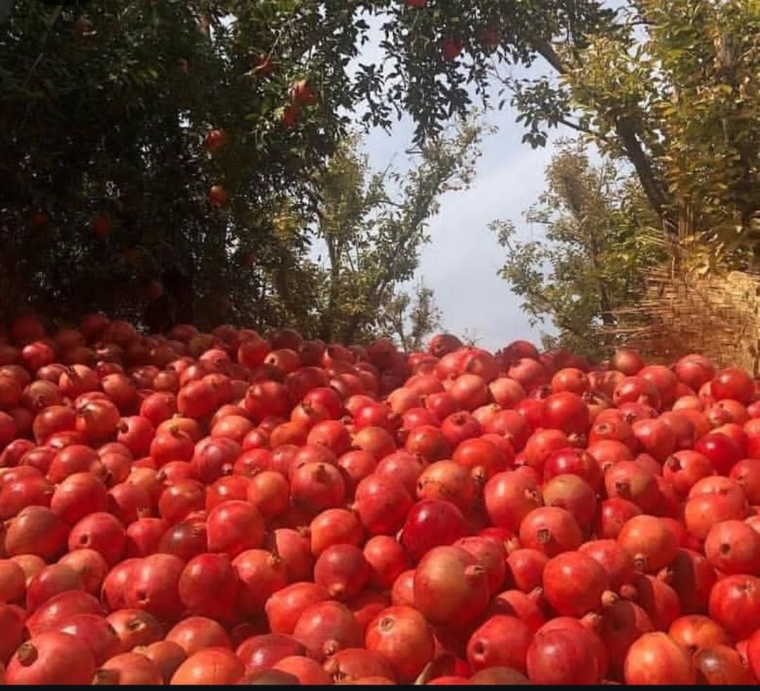 آب انار۹۰۰۰۰رب انار۳۵۰۰۰۰آبلیمو ۳۵۰۰۰۰آبغوره۷۰۰۰۰|خوردنی و آشامیدنی|شیراز, عفیف‌آباد|دیوار