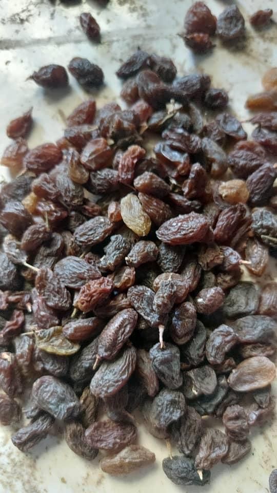 کشمش مویز|عمده‌فروشی|مرودشت, ژیان|دیوار