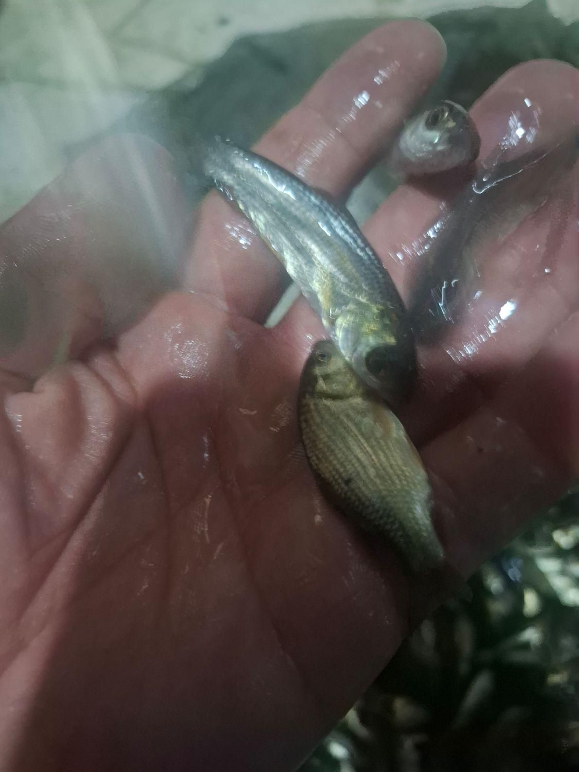 بچه ماهیان گرم ابی|ماهی|کرمان, |دیوار