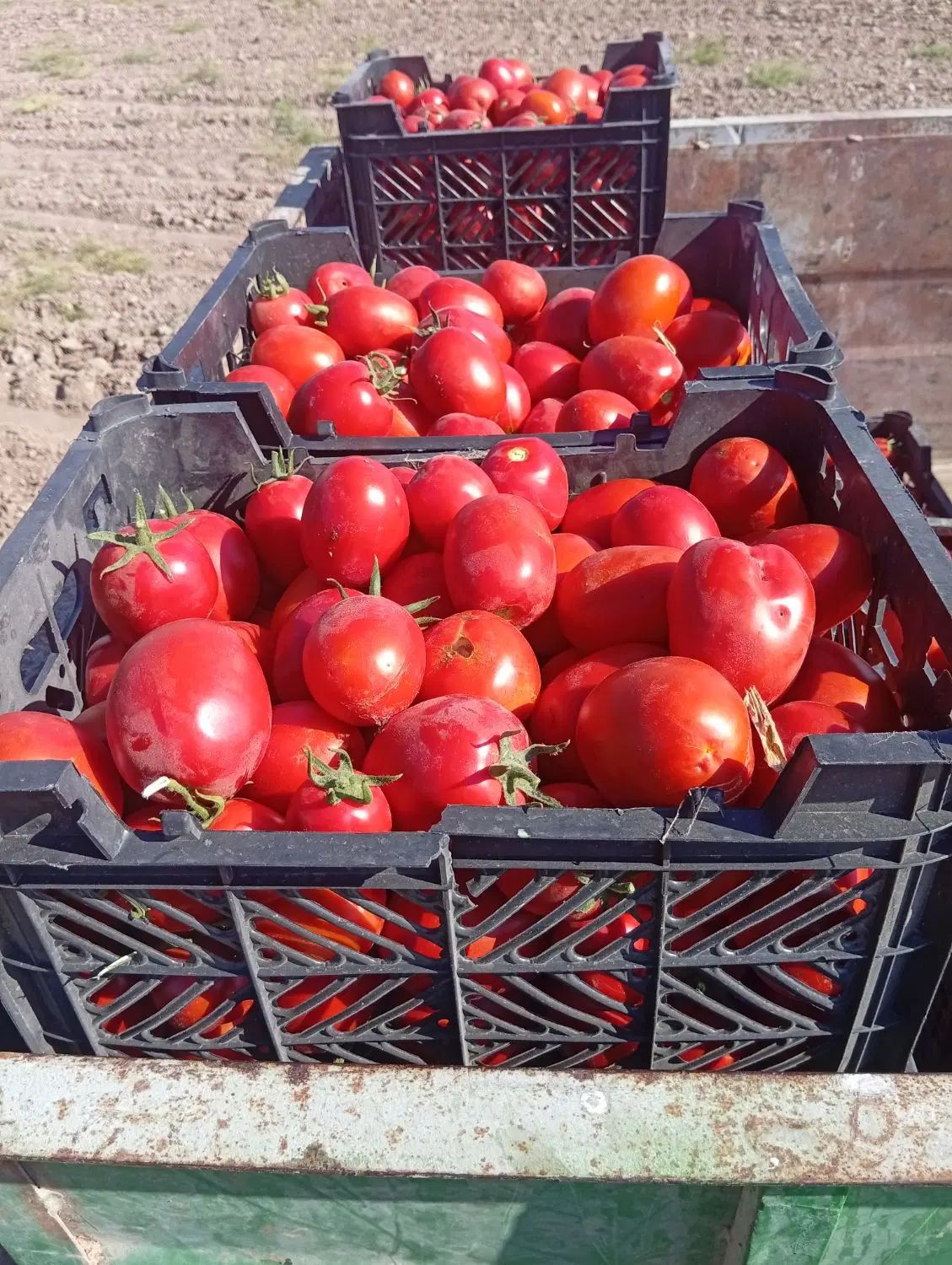 گوجه گوشتی برای رب|حراج|مشهد, آبکوه|دیوار