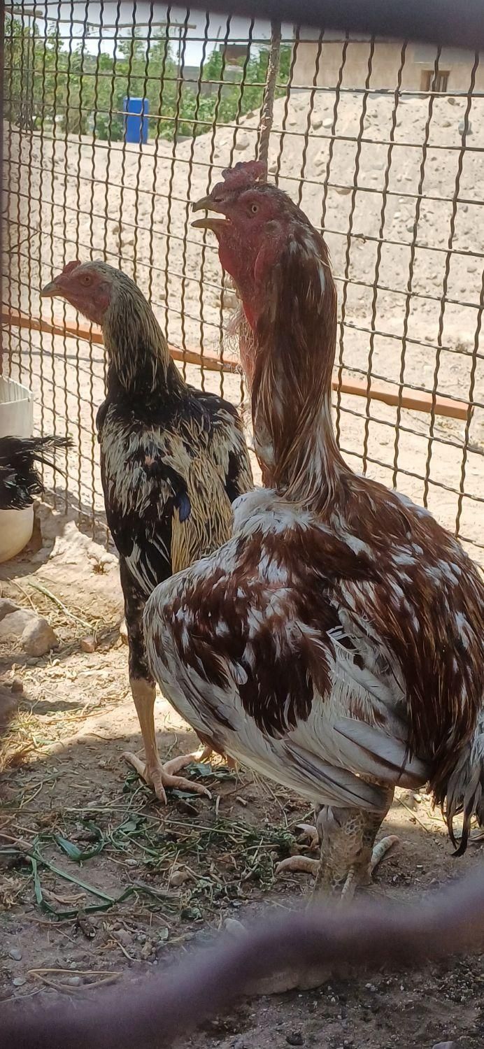 خروس لاری و بز|حیوانات مزرعه|سیرجان, |دیوار