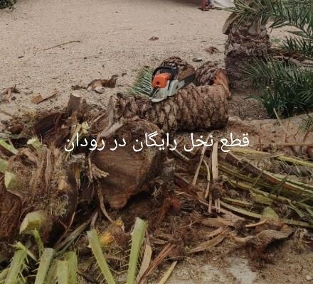 قطع را یگان نخل مزاحم و مرکبات در  رودان|خدمات باغبانی و درختکاری|میناب, |دیوار