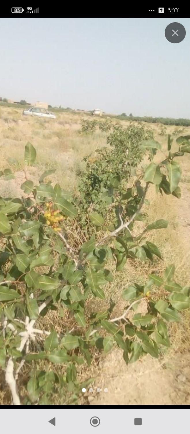 نهال پسته|گل و گیاه طبیعی|تربت‌حیدریه, ترمینال|دیوار