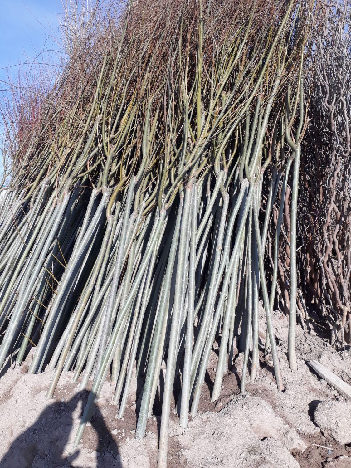 نهال و نهالستان سبلان سبز تختی|خدمات باغبانی و درختکاری|اردبیل, |دیوار