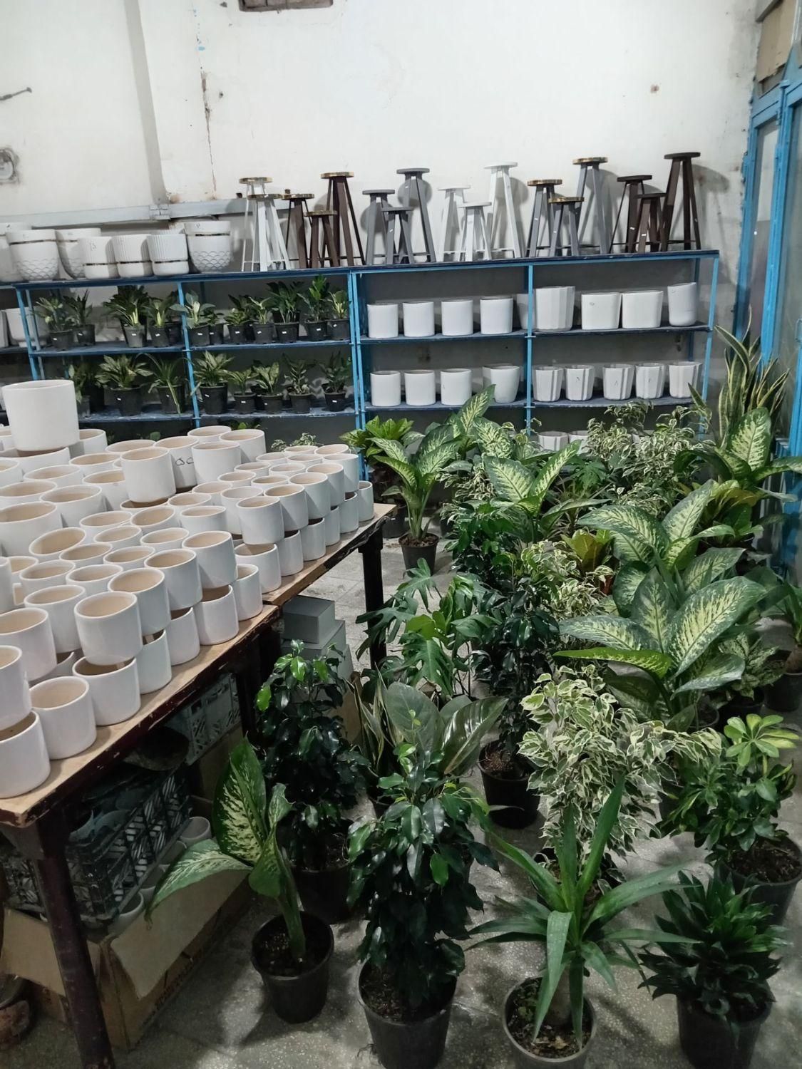 انواع گل طبیعی|گل و گیاه طبیعی|سبزوار, جهاد کشاورزی|دیوار