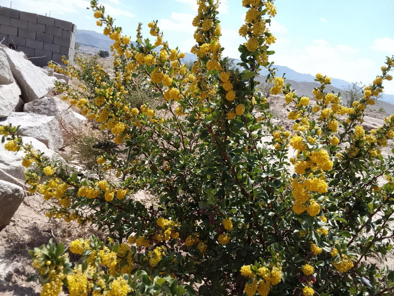 تصویر 4